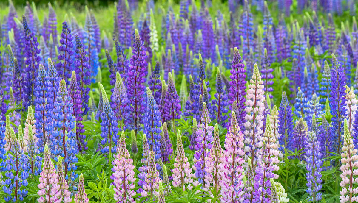 Lupines