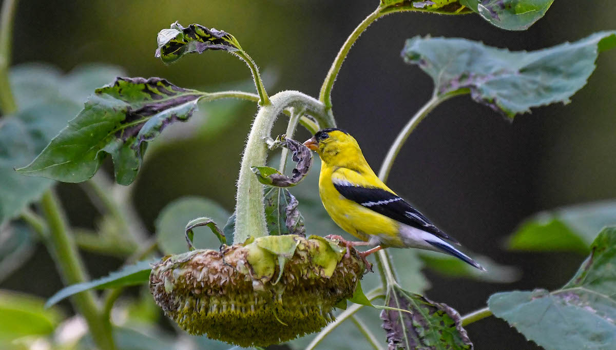 Yellow Bird